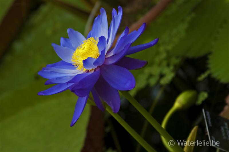 'Kew's Stowaway Blues'